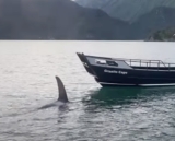 Otter Seeks Refuge On Man’s Boat As He Barely Escapes Jaws Of Killer Whale