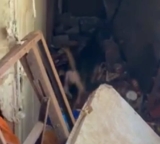 Over 100 Animals Found in Shocking Conditions Where They Suffered In Silence