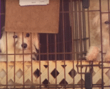 Over 400 Dogs Trapped in “Filth” Rescued from Puppy Mill in Heartbreaking Operation