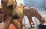 Owner Decided To Euthanize Her Dog Because ‘She Wasn’t A Good-Guard Dog’