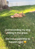 Owner Films Calm Pup, Then Chaos Erupts as Dog Breaks Loose
