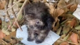 ‘Palm-Sized’ Puppy Sat On Leaf Pile, Intimidated By The Giant World