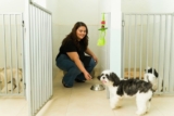 Pet Sitting Versus Dog Boarding: Pros and Cons