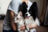 Pet Sitting Versus House Sitting: Pros and Cons