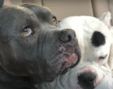 Pit Bull Comforts Lil Brother After Losing Dad, Pay Him Tribute With A Song
