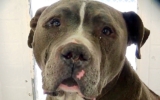 Pit Bull Dumped by Family Cries in Kennel Until One Woman Changes His Life