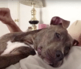 Pit Bull Missing For 8-Years Shows Up Malnourished But ‘Full Of Love’