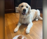 Police Dog Rewarded with McDonald’s Happy Meal After Locating Missing Dementia Patient