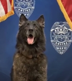 Police Dog’s Death in Hot Patrol Car Prompts Investigation in Hawaii