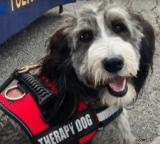 Police Grieve Loss of Beloved Comfort Dog Zena After Fatal Accident