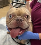 Police Rescue Dog Left in Scorching Hot Car, Owner Faces Animal Cruelty Charge