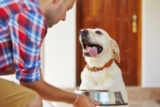 Protected: Upgrade Their Bowl: Why Stella & Chewy’s Is the Ultimate Choice for Healthier Dogs