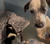Puppies Saved from Cruelty Case Now Thriving and Ready for Adoption