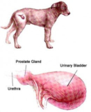 Puppy Bladder Infection Symptoms – Petsworld