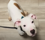 Puppy Dumped In Right Lane Of Busy Interstate Sleeps Soundly In His Bed