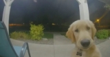 Puppy Escapes His Home And Instantly Regrets It & Rings Doorbell To Get Back In