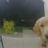 Man Notices Golden Retriever Enjoying Pool Below, But Then He Zooms In