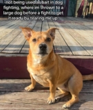 Puppy Rescued After Used As Bait In Dog Fights, Discovers New Hope