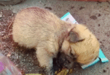 Puppy Rummaging Through Trash Fell Asleep Hunting For Leftovers