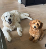 Puppy Stays With Woman’s Parents, Forms Unbreakable Bond With Her Childhood Dog