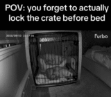 Puppy Surprises Owner After Leaving Crate Door Unlocked