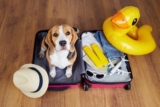 Questions To Ask Before Boarding Your Dog
