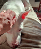 Rehomed Deaf Pit Bull Is Certain She’s Going Back To The Shelter Once Again