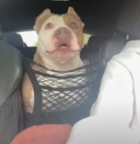 Rescue Dog Devotes Herself To Caring For Senior Companion With Dementia