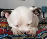 Rescue Dog Pop-Tart Finds Freedom After Years In Cage And Neglect