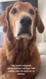 Rescue Golden Retriever Sleeps While Watching Owners After 10-Years Outdoors