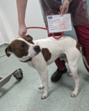 Rescued Puppy Finds Happiness With Loving Beachside Family After Abuse