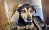 Rumored As ‘Vicious,’ Old Dog Was Cast Out To Dirty Box Swarming With Flies