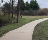Running on Empty—Then a Group of Deer Cheered Her on at Mile 8