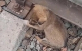 Scared Pup Trapped on Train Tracks Gets Saved by a Hero