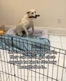 Scared Shelter Dog Waits Years for the ‘Right’ Person to Come