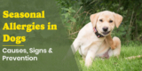 Seasonal Allergies in Dogs – Causes, Signs & Prevention