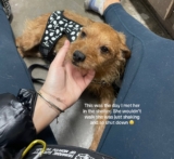 Senior Dog Given 1-Year to Live But Then It All Changed In An Instant