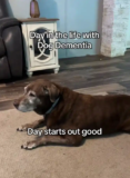 Senior Labrador With Dementia Captures Hearts In Daily Life Video