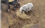 Senior Piggy Hates the Cold, So His Best Friend Steps In with the Cutest Move