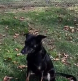 Shelter Dogs Get a Second Chance With Free Backyard Fences