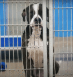 Shelter’s Longest Resident Waited for Love, And Then Everything Changed