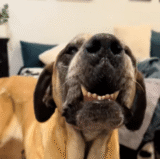 Siblings Think They Found Their Long-Lost Childhood Dog