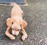 Sickly Puppy Crawled To Woman With Deformed Legs Desperate For Relief
