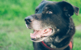 Sign Up for Our FREE Senior Dog Newsletter!