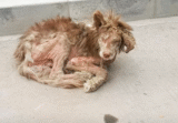 Stray Met Woman Insistent On Transforming Him Into Gorgeous, Purebred Boy
