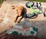 Stray Puppy Shows Up On Woman’s Doorstep And Begs To Be Rescued