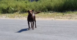 ‘Street Dog’ Waited In The Same Spot Every Day For Someone To Save Him