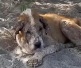 Tears Fell as This Elderly Dog Faced the Cold Streets Alone