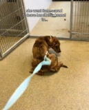 Terrified Shelter Puppy Learns to Trust Thanks to Volunteer’s Gentle Patience