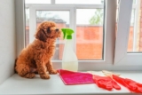 The 10 Best Cleaning Products That Are Safe (And Effective!) For Your Dog